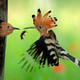 Illustration for article titled 41 More Amazing Photos From the Sony World Photography Awards